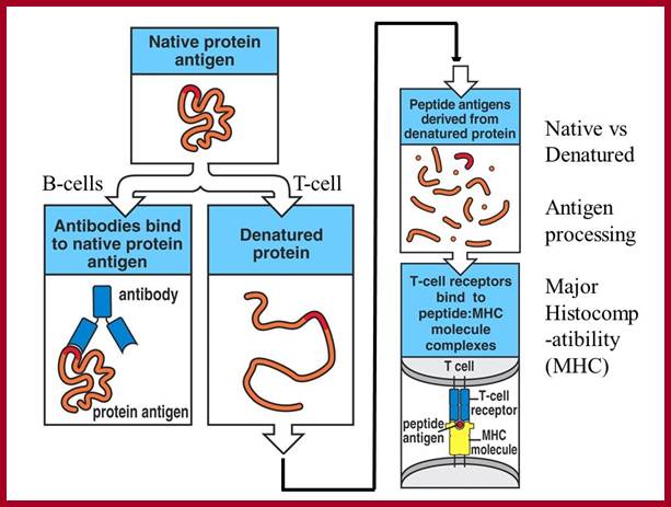 Image result for Native protein antigen