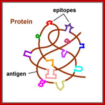 Image result for epitopes of antigens