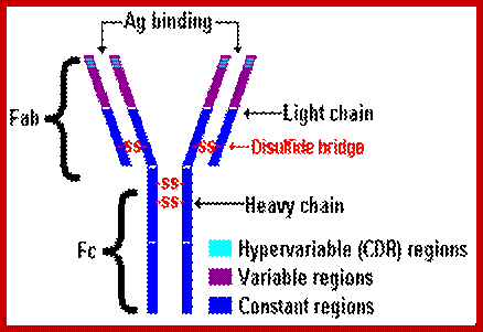 Image result for immunoglobulin structure