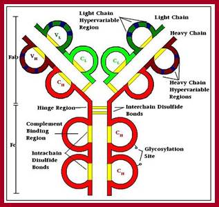 Image result for immunoglobulin structure