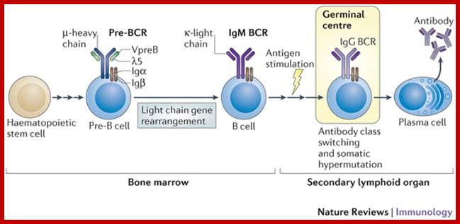 Image result for Ig producing B cells in bone marrow