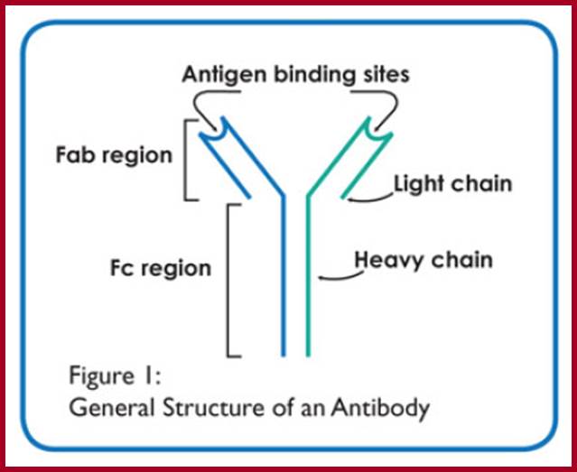 Image result for Igs with antigen binding sites