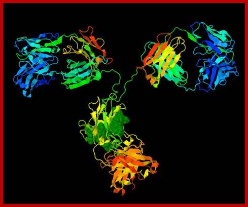 Image result for Protein structural features of antibodies