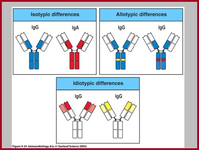 Image result for antibodies-isotypes and allotypes