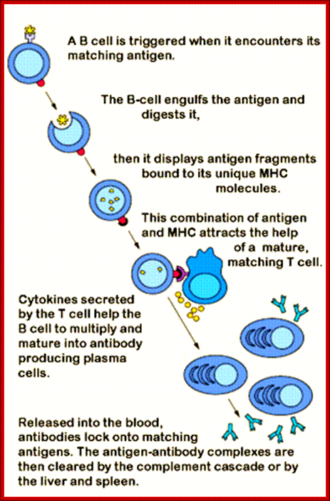 Description: http://static.newworldencyclopedia.org/thumb/f/f7/B_cell_activation.png/300px-B_cell_activation.png