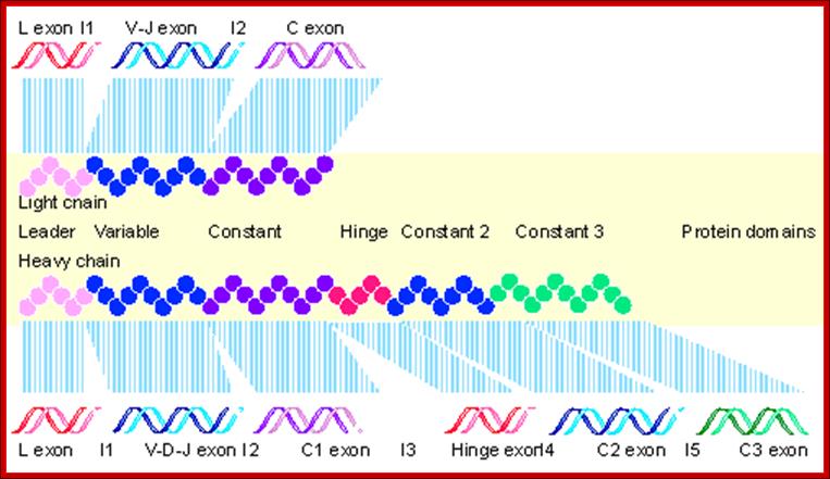 Description: http://flylib.com/books/2/643/1/html/2/Figs/G66.gif