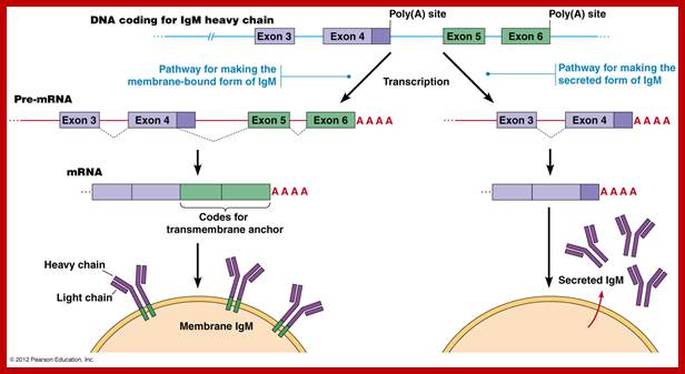 Description: http://www.mun.ca/biology/desmid/brian/BIOL2060/BIOL2060-23/23_30.jpg