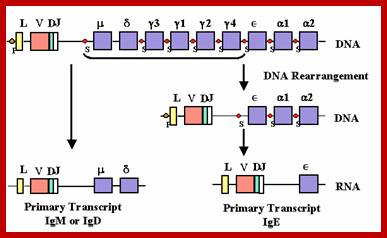 Image result for b cell class switching