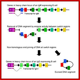 Description: http://upload.wikimedia.org/wikipedia/commons/thumb/b/b3/Class_switch_recombination.png/350px-Class_switch_recombination.png