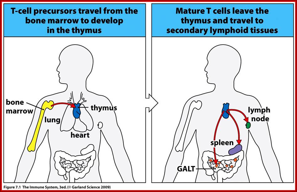 Description: http://course1.winona.edu/kbates/Immunology/images/figure_07_01.jpg