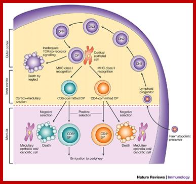 T-cell development and the CD4|[ndash]|CD8 lineage decision