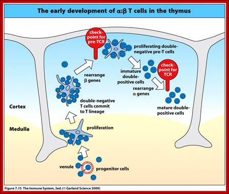 Description: http://course1.winona.edu/kbates/Immunology/images/figure_07_15.jpg