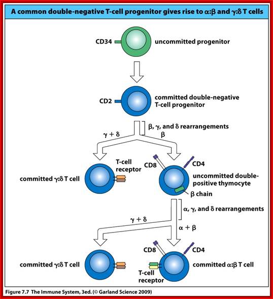 Description: http://course1.winona.edu/kbates/Immunology/images/figure_07_07.jpg