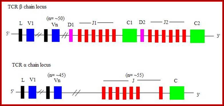 Description: https://dokuwiki.noctrl.edu/lib/exe/fetch.php?media=bio:440:tcr_loci.jpg