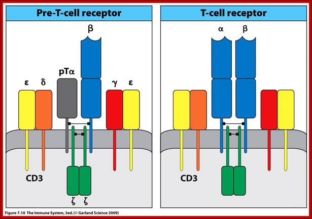 Description: http://course1.winona.edu/kbates/Immunology/images/figure_07_10.jpg