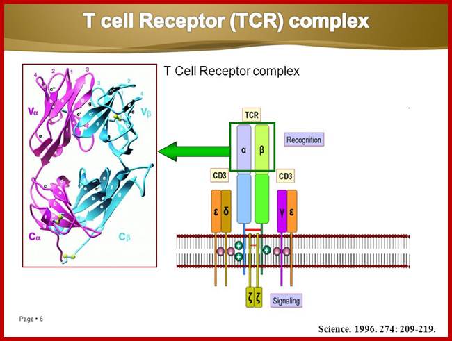 Image result for Dentritic cells MHC class I and class II molecules