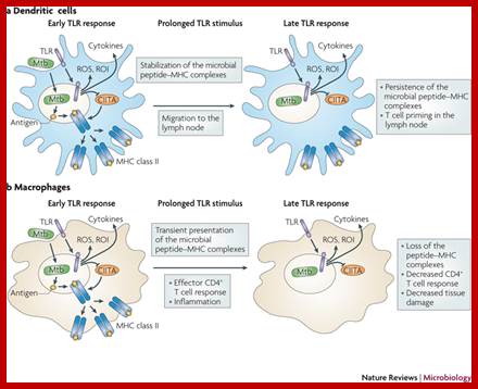 Figure 5: The different responses of macrophages and dendritic cells to Toll-like receptor signalling.Although macrophages and dendritic cells (DCs) both secrete cytokines and produce antimicrobials (such as reactive oxygen species (ROS) and reactive oxygen intermediates (ROI)) in response to Toll-like receptor (TLR) signalling, these cell types differ in how their major histocompatibility complex (MHC) class II antigen presentation function is regulated by TLR signalling. a | In DCs, TLR signalling induces maturation, which involves increased expression of peptideMHC class II molecule complexes and co-stimulatory molecules. DC maturation also involves migration to lymph nodes, where DCs present antigen to naive T cells, priming the T cell response to pathogens. b | By contrast, macrophages initially show little decrease in MHC class II antigen presentation and then, after prolonged stimulation (approximately 24 hours or more), show inhibition of antigen presentation with decreased expression of MHC class II molecules. This contrast in MHC class II levels results from regulation of the post-translational stability of MHC class II molecules, which is greatly enhanced during DC maturation but is not increased in macrophages upon TLR stimulation. Accordingly, TLR stimulation of DCs by microorganisms results in a final burst of antigen processing and the accumulation of a kinetic cohort of peptideMHC class II molecule complexes that include microbial peptides; this cohort is expressed for a prolonged period and provides effective stimulation of naive T cells. DCs present antigen in lymph nodes to activate naive T cells, whereas macrophages present antigens to effector T cells at sites of infection, which produces inflammatory responses that can damage host tissues if they are not controlled. This model proposes that macrophages decrease antigen presentation after prolonged TLR stimulation as a means of homeostatic negative-feedback regulation to limit tissue damage from excessive activation of effector T cells. CIITA, MHC class II transactivator; Mtb, Mycobacterium tuberculosis.