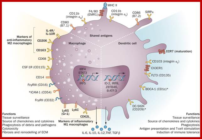 Image result for dendritic cells