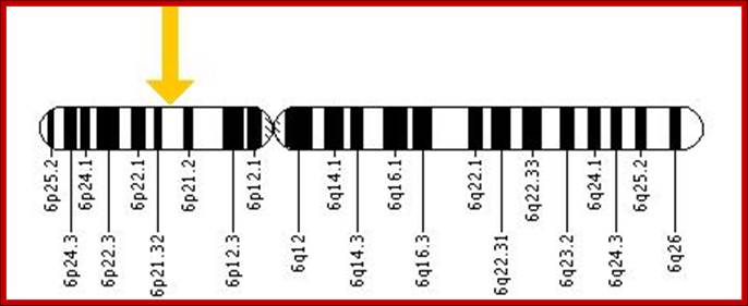 Description: The HLA-DQB1 gene is located on the short (p) arm of chromosome 6 at position 21.3.