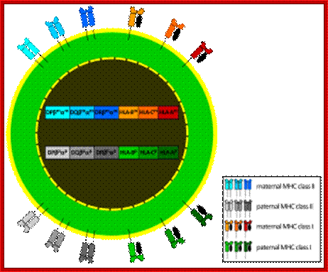 Description: http://upload.wikimedia.org/wikipedia/commons/thumb/d/d4/MHC_expression.svg/300px-MHC_expression.svg.png