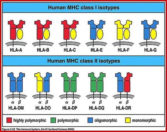 Image result for MHC class I and MHC class II tissues