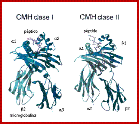 Image result for MHCs I and II