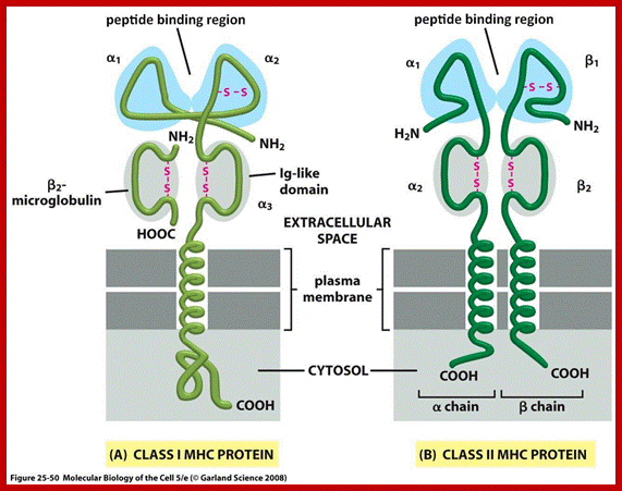 Image result for MHC class I proteins