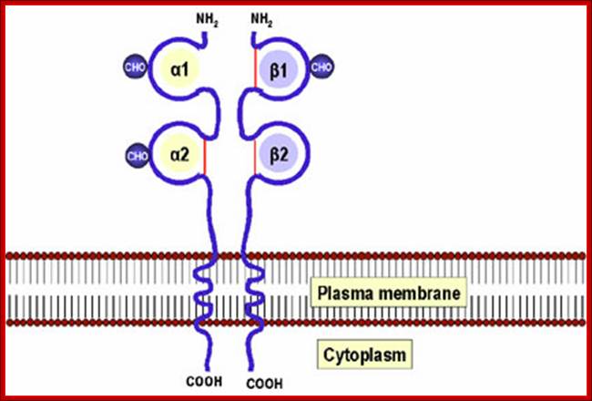 Description: http://pathmicro.med.sc.edu/bowers/mhc2.jpg