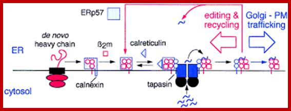 Image result for MHC class I and MHC class II proteins passing through ER