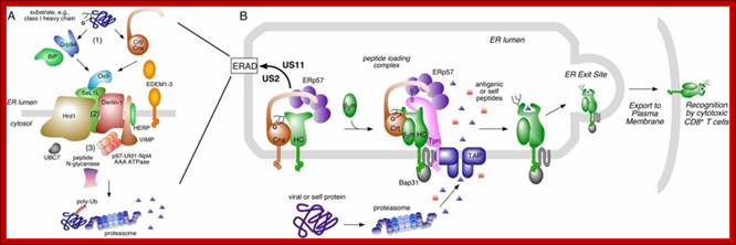 Description: http://biochem17.med.utoronto.ca/~david_williams/lab/MHC_I_Ag_Presentation_files/Class%20I%20scheme.jpg