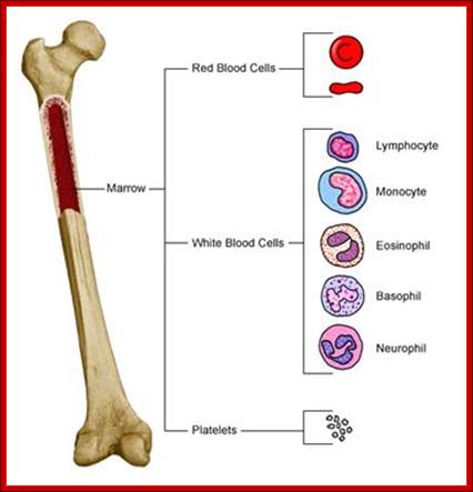 Anatomy of a bone, showing blood cells