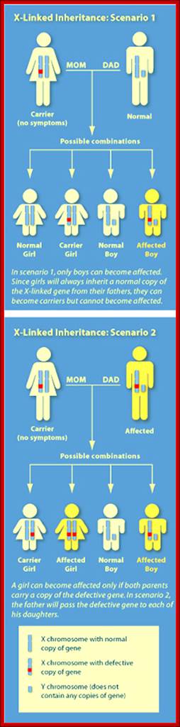 http://learn.genetics.utah.edu/content/disorders/whataregd/scid/images/x-linkage.jpg