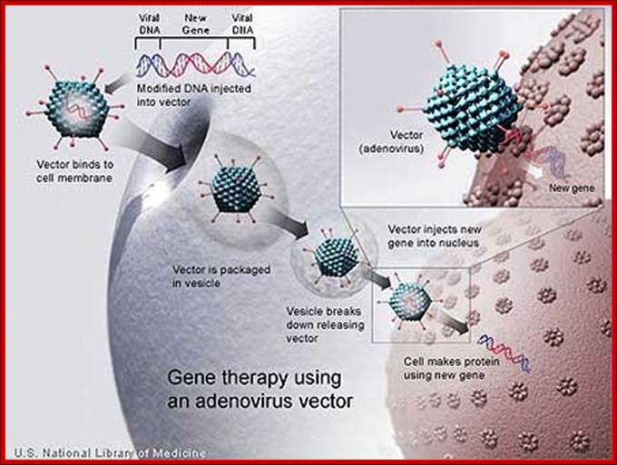 http://www.unitedspinal.org/publications/action/wp-content/gene-therapy.jpg