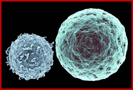 Description: Killer T-Lymphocyte approaching Cancer Cell