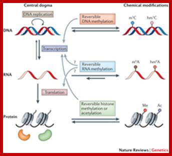 Reversible chemical modifications that regulate the flow of genetic information.