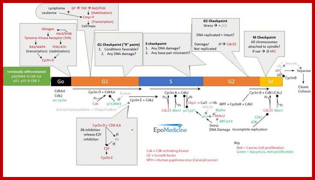 Cell cycle regulation