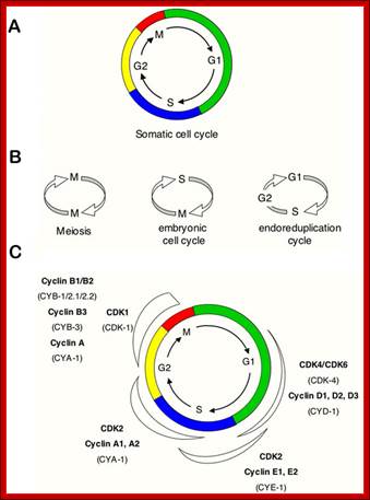 Figure 1A, B and C