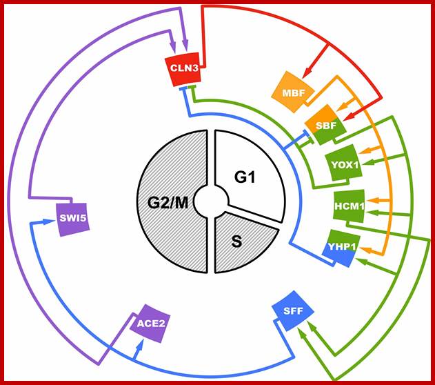 Image result for Cell cycle regulation