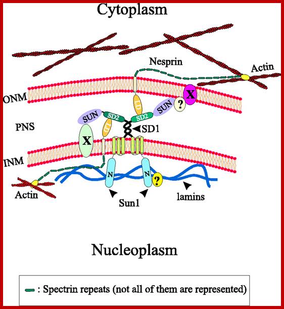 Image result for Nuclear membrane connections with cytoskeletal elements