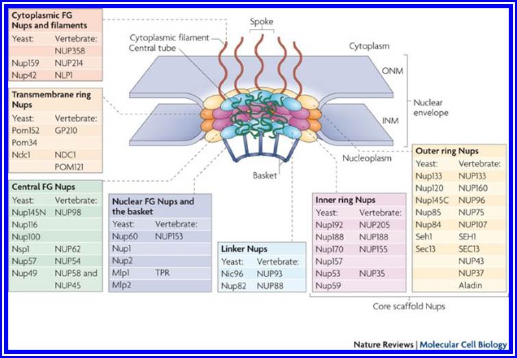 The nuclear pore complex: bridging nuclear transport and gene regulation |  Nature Reviews Molecular Cell Biology