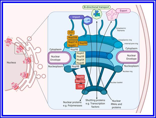 Viruses | Free Full-Text | The Nuclear Pore Complex Is a Key Target of  Viral Proteases to Promote Viral Replication