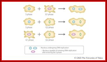 Cell fusion experiment demonstrating the existence of cell-cycle regulators