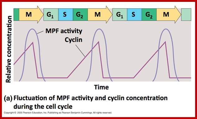 Image result for levels of cyclins in cell cycle