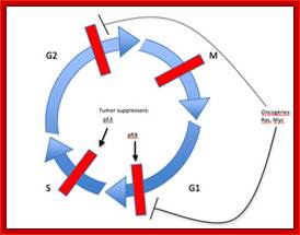 A circular diagram of the cell cycle is composed of four blue, curved arrows, each representing a phase of the cell cycle. Four red rectangles representing checkpoints intersect with the arrows at the four points in the cell cycle. Labels indicate where certain oncogenes, including ras and myc, and tumor suppressors, including P53 and PRB, function to regulate the cell cycle.