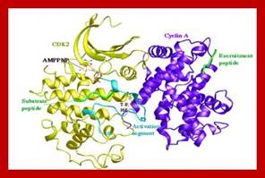 Image result for cyclin and CDK protein binding sites