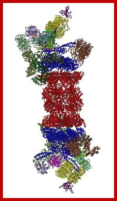 Image result for Cyclin degrading proteasome complex