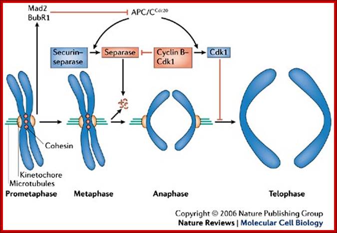 The anaphase promoting complex/cyclosome: a machine designed to destroy