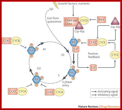 Cell cycle kinases as therapeutic targets for cancer