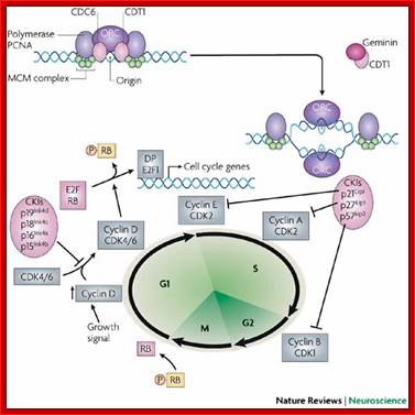 Cell cycle regulation in the postmitotic neuron: oxymoron or new biology?