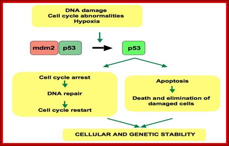 File:P53 pathways.jpg